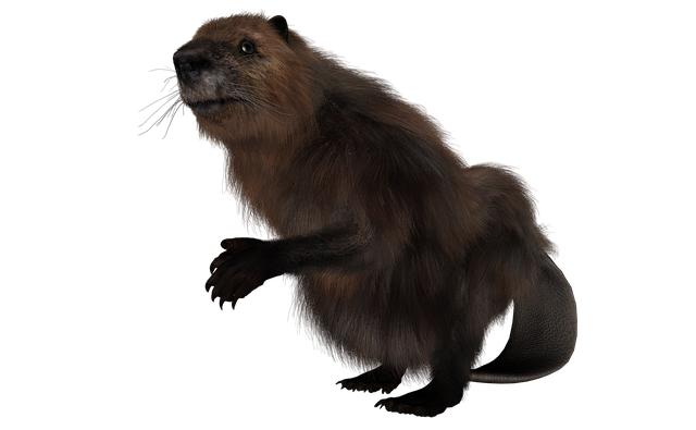 Bobr in English: Fascinating facts about beavers