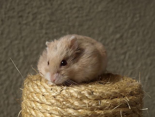 Škrábnutí vs. kousnutí: Rozdíly v síle působení