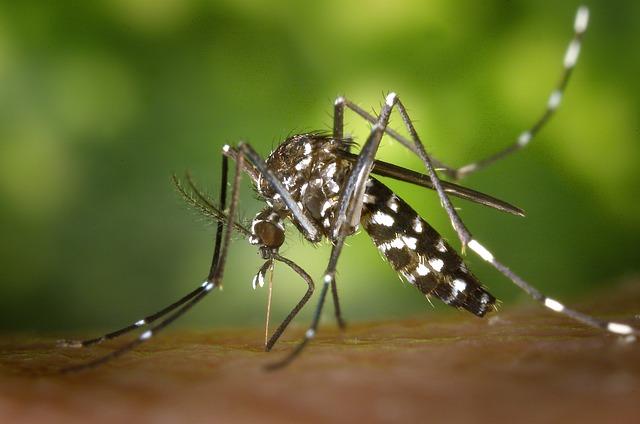 Možné dlouhodobé účinky kousnutí bobra: Co je třeba vědět