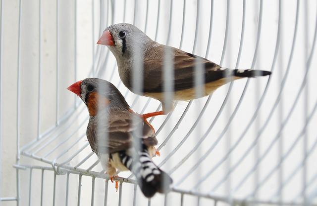 Nové poznatky o evolučních faktorech ovlivňujících bobří inženýrské schopnosti